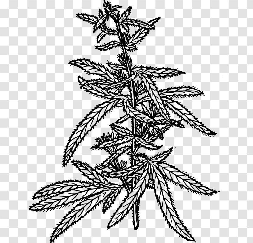 Hemp Cannabis Sativa Cannabidiol Clip Art - Flowering Plant Transparent PNG