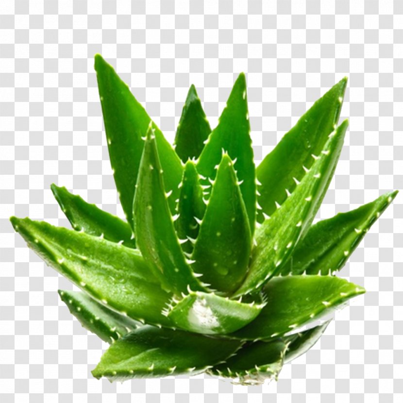 Aloe Vera Green Plant Aloin - Flowerpot - Fresh Plants Transparent PNG