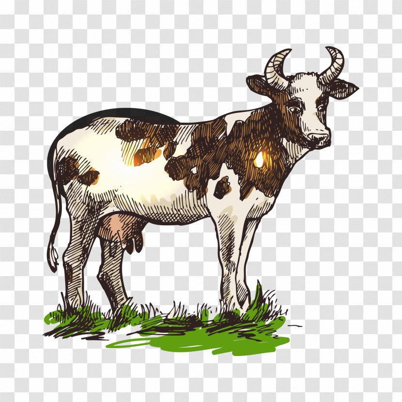 Cattle Drawing Illustration - Royaltyfree - A Cow Transparent PNG