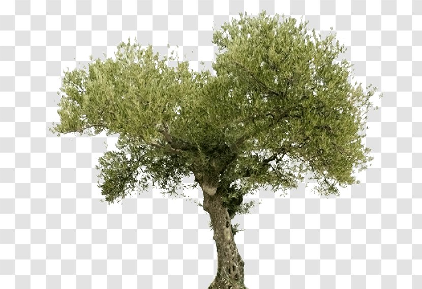 Tree Olive Oil Arahal Food - Drink - Arbol Transparent PNG