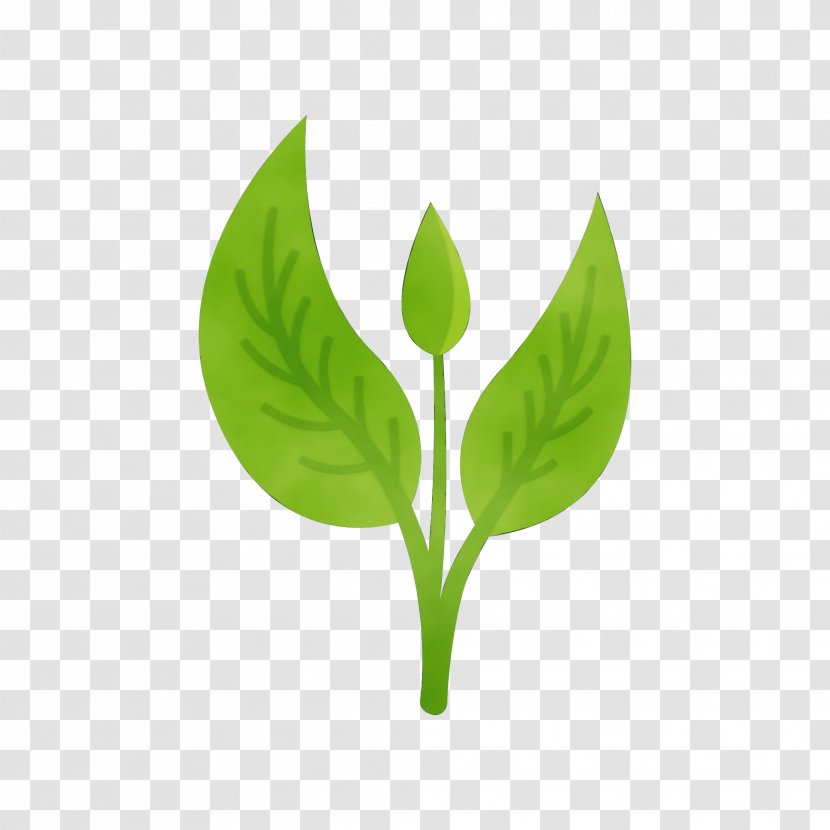 Green Leaf Background - Color - Arum Family Herb Transparent PNG