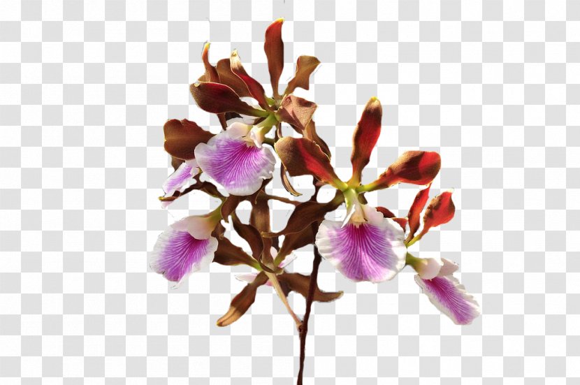 Cut Flowers Petal Flowering Plant - Purple - Flower Transparent PNG