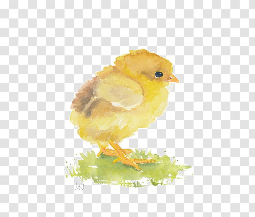Watercolor Painting Chicken Art - Susej Vera - Chick Transparent PNG