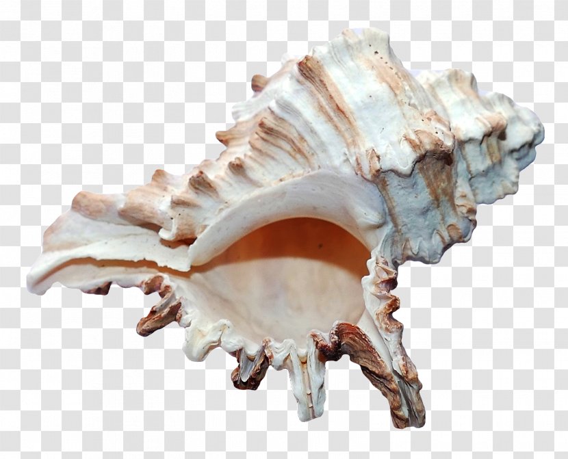 Seashell Mollusc Shell Beach - Jaw - Sea Ocean Transparent PNG