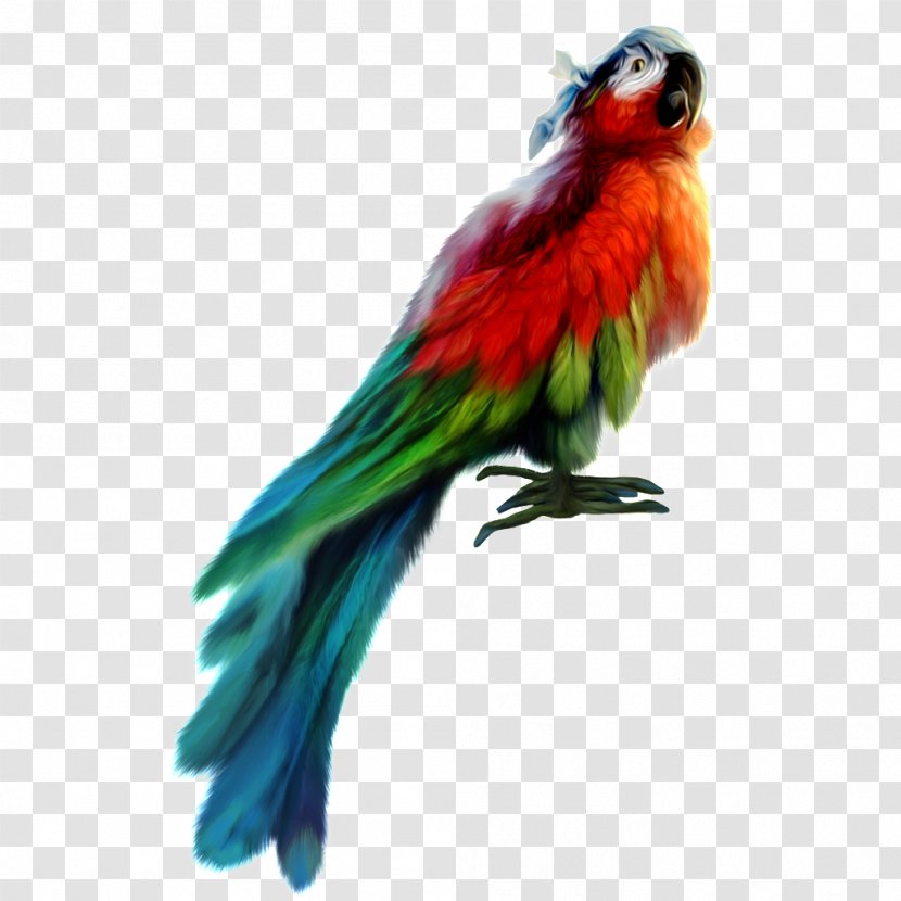 Fly: Parrot Bird Vector Graphics Clip Art - Vertebrate - Gif Transparent PNG