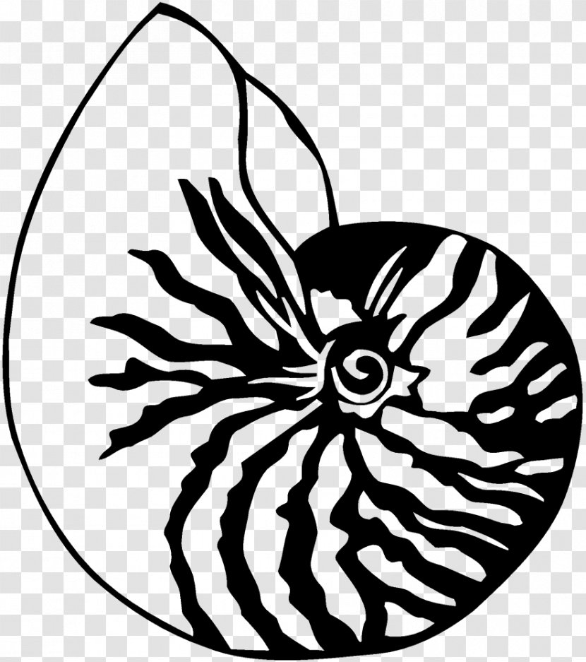 Drawing Seashell Chambered Nautilus Clip Art - Symmetry - SEA SHELL Transparent PNG