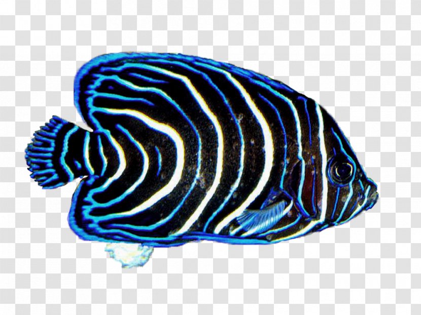 Coral Reef Fish Desktop Wallpaper - Highdefinition Television - Sunlight 13 0 1 Transparent PNG