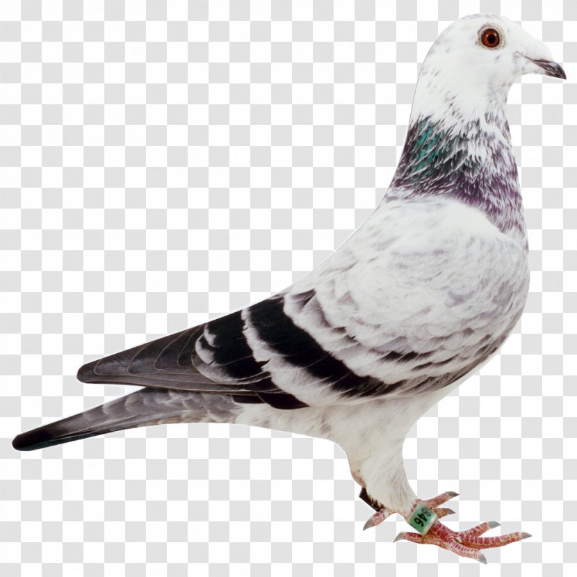 Stock Dove Columbidae Feather Beak - Racing Pigeon Transparent PNG
