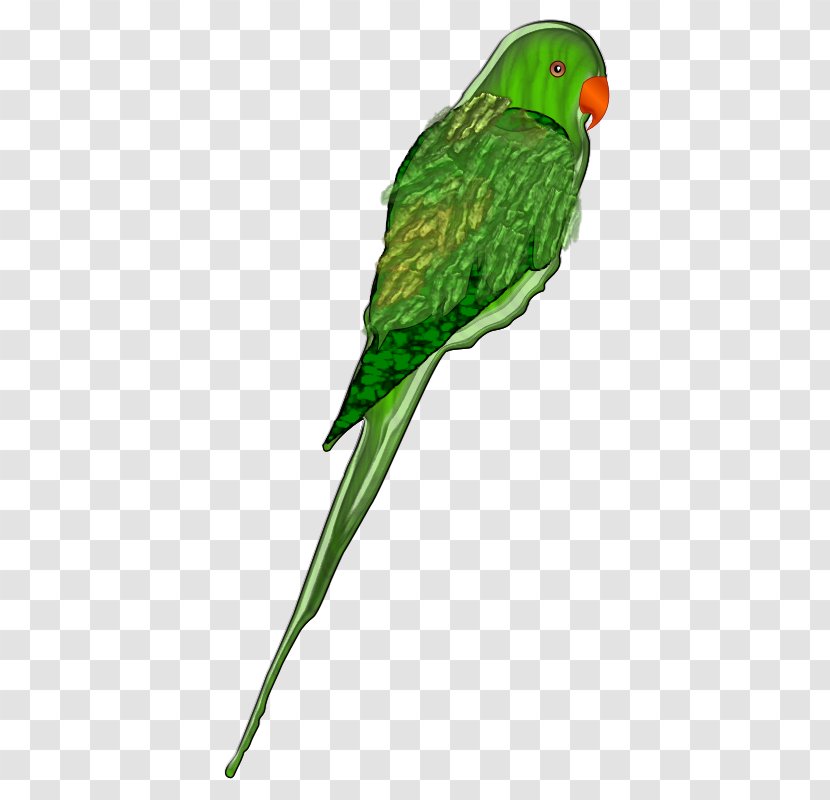 Parrot Bird Budgerigar Clip Art - Wing - Clipart Transparent PNG