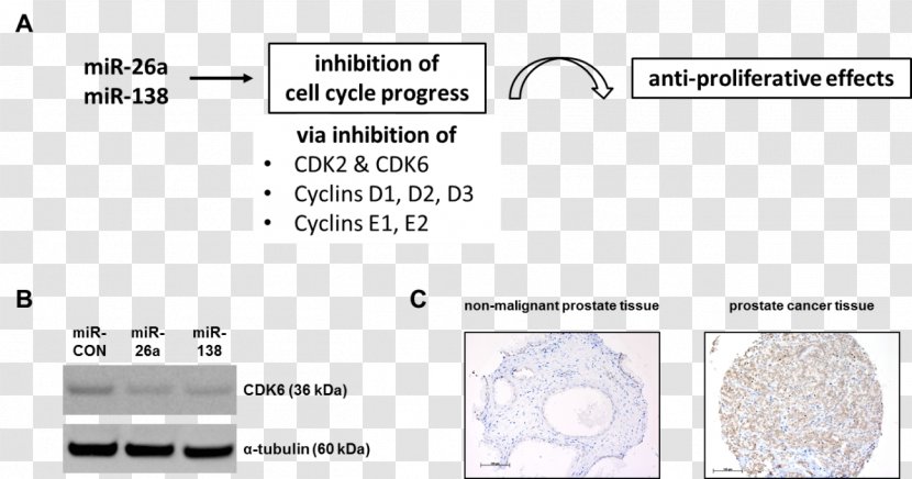 National Center For Tumor Diseases - Nct - NCT Prostate CancerMicrorna Transparent PNG