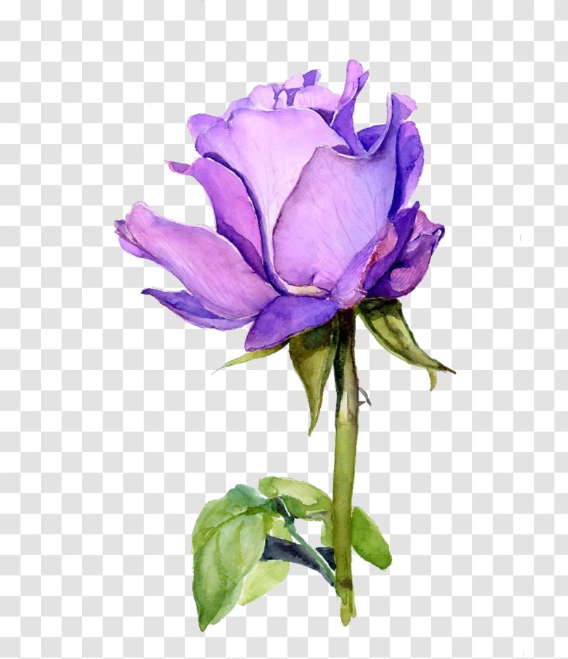Rose Flower Watercolor Painting Purple - Cut Flowers - Plant Transparent PNG