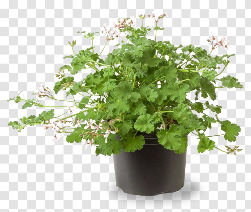 Geraniums Crane's-bill Herb Flowerpot Plant - Crane Sbill Transparent PNG