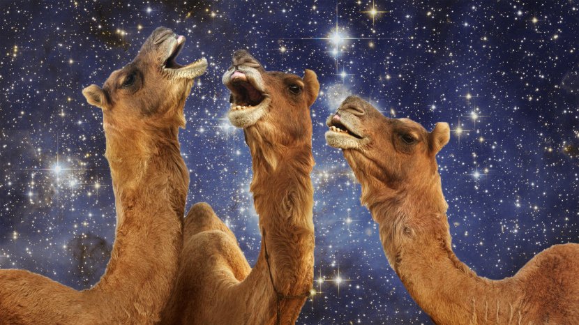 Camelids Rajasthan Desktop Wallpaper Camels In Space - Camel Transparent PNG