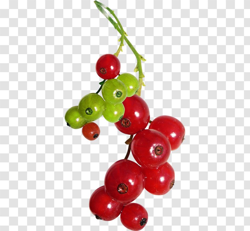 Clip Art Berries Fruit Image - Red - Currant Transparent PNG