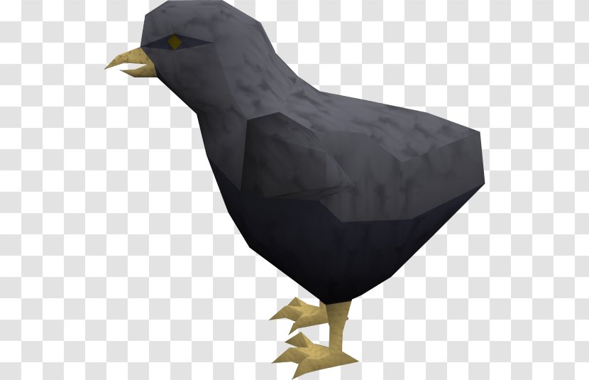 Bird Chicken Beak Kifaranga Baltimore Ravens - Raven Transparent PNG