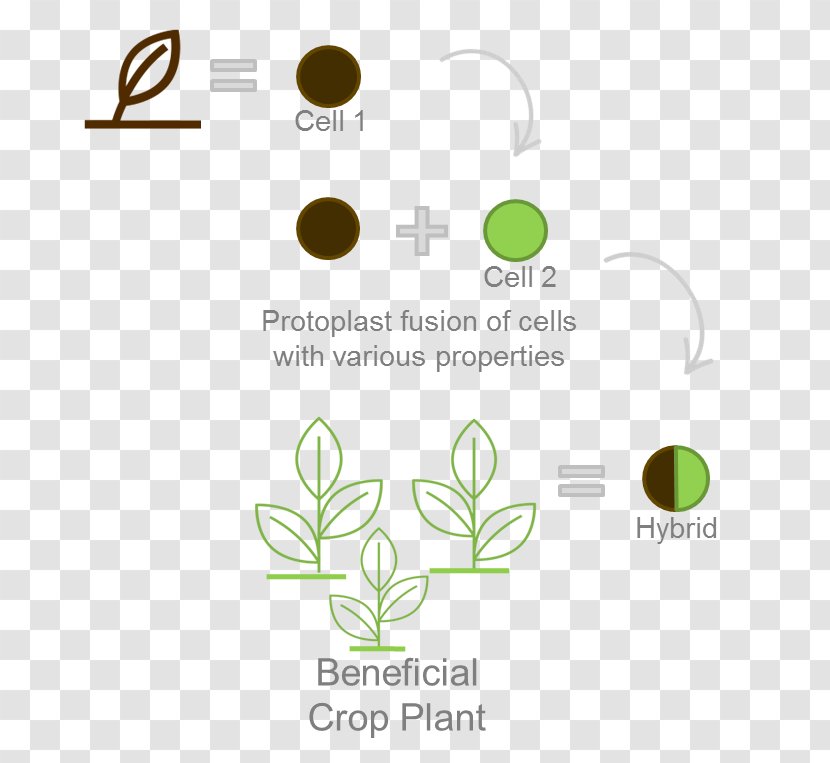 Leaf Logo Brand Font Transparent PNG