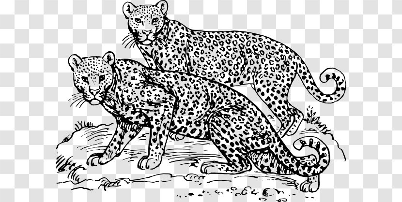 Cheetah Amur Leopard Snow Jaguar Clip Art - Area - Cliparts Transparent PNG