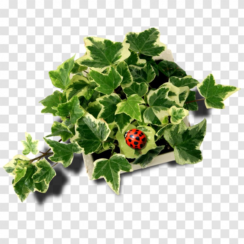 Leaf - Spring Greens - Free Creative Pull Ivy Ladybird Transparent PNG