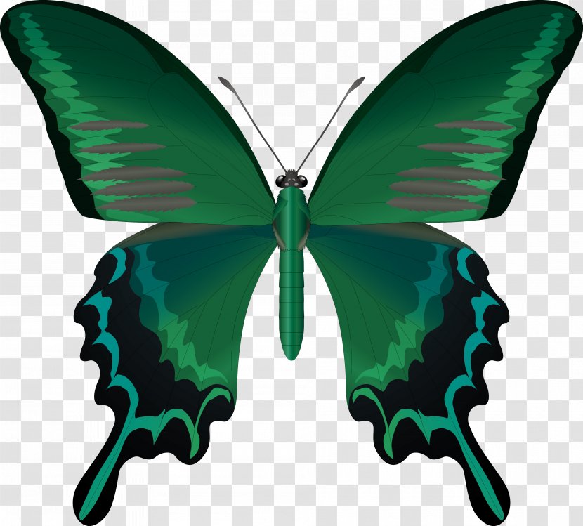 Butterfly Insect Wing Antenna Clip Art - Red Admiral - Vector Transparent PNG