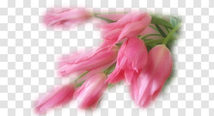 Mother Pink Flowers Flower Bouquet Father Transparent PNG