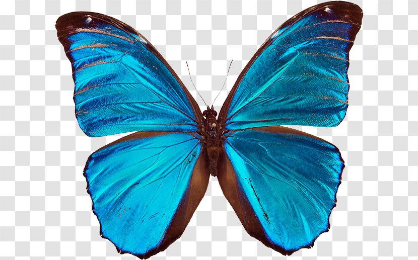 Aquarius Green Astrological Sign Ultramarine Cyan - Moths And Butterflies Transparent PNG