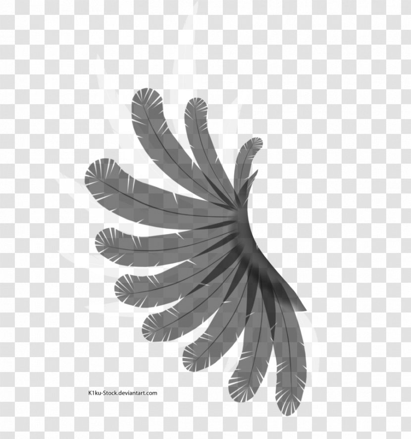 Wing Black And White Feather Bird - Wings Transparent PNG