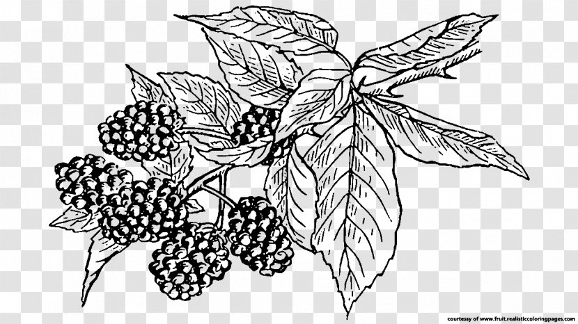 BlackBerry Fruit Mobile Phones Clip Art - Symmetry - Blackberry Transparent PNG