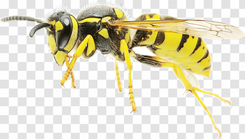 Honey Bee Wasp Mosquito Bees Ant Transparent PNG