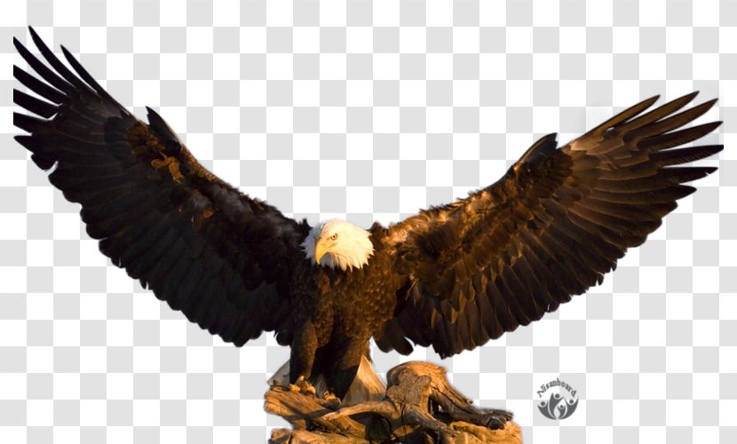 Bald Eagle Philadelphia Eagles Desktop Wallpaper Flight - Wing Transparent PNG