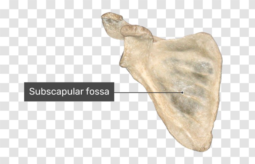 Scapula Bone Infraglenoid Tubercle Anatomy Shoulder Girdle - Heart - Fossa Transparent PNG