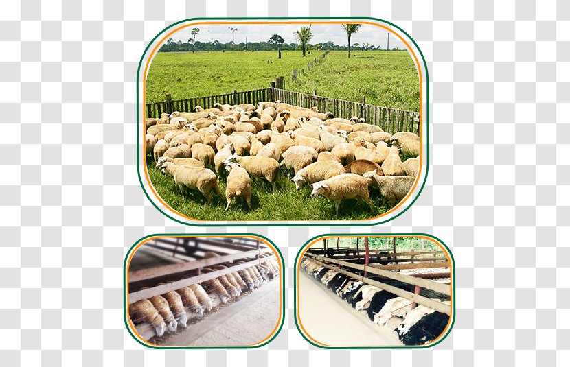 Sheep Acre Market Solution Customer Transparent PNG