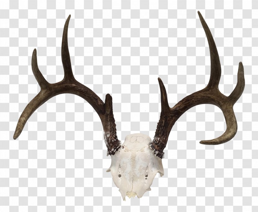 White-tailed Deer Antler Horn Trophy Hunting Transparent PNG