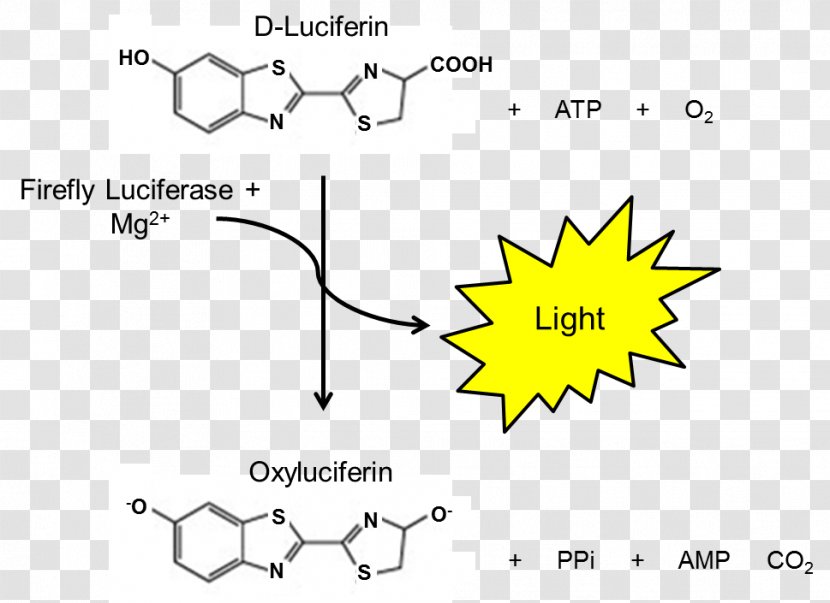 Luciferase Firefly Luciferin Assay - Adenosine Triphosphate Transparent PNG
