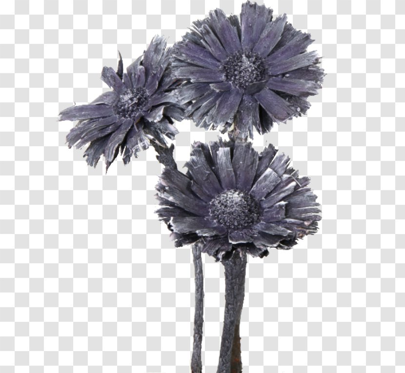 Sugarbushes Cut Flowers Protea Compacta Rosette - Flower Transparent PNG
