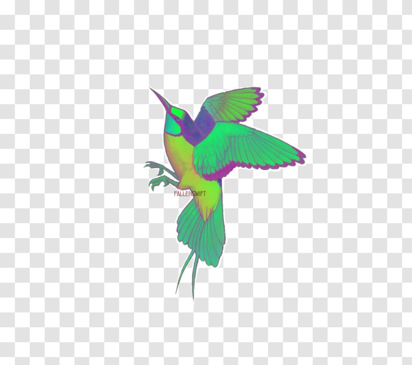 Hummingbird Beak Fauna Feather - Wing - Biodiversity Watercolor Transparent PNG