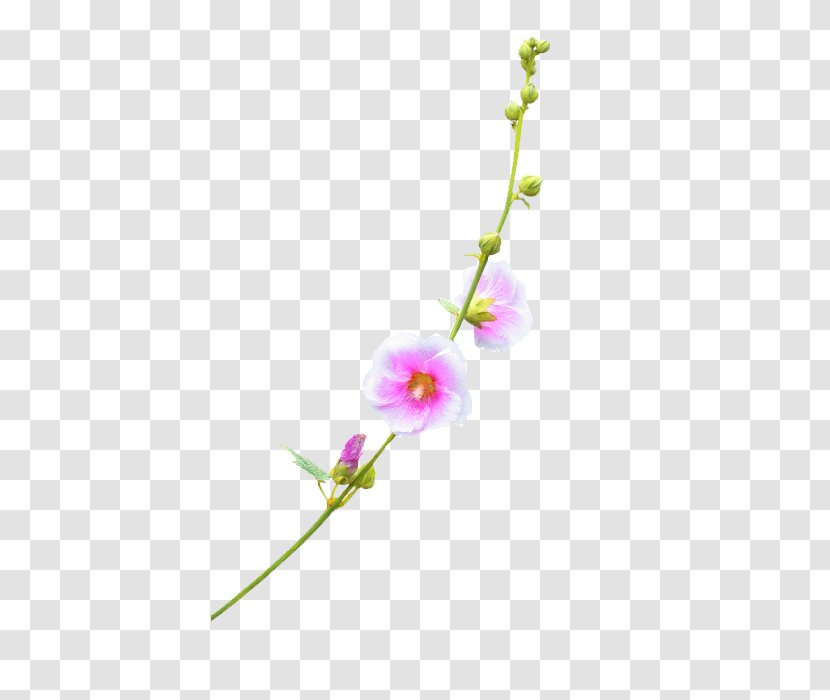 Plant Flower Download Transparent PNG