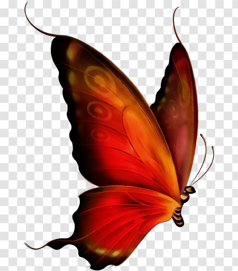 Butterfly Leaf Moths And Butterflies Insect Plant - Pollinator - Wing Transparent PNG