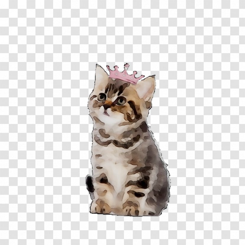 American Shorthair Kitten California Spangled Wirehair Tabby Cat Transparent PNG