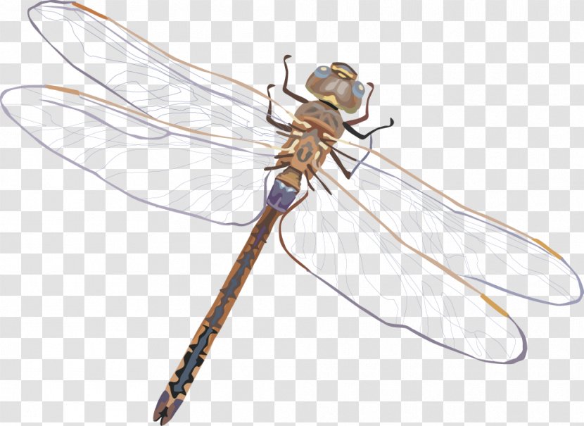 Dragonfly Euclidean Vector - Wing Transparent PNG