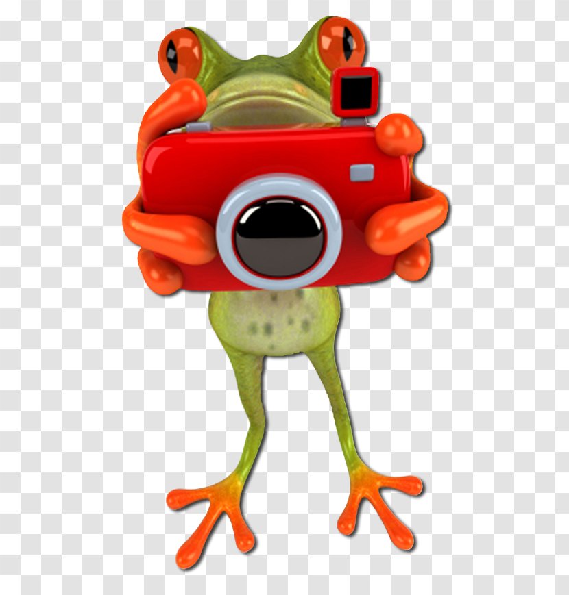 Infocus Photography Insurance Frog - Toad Transparent PNG