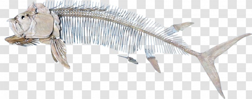 Neck .cf Wildlife Fish - Skeleton - Organism Transparent PNG