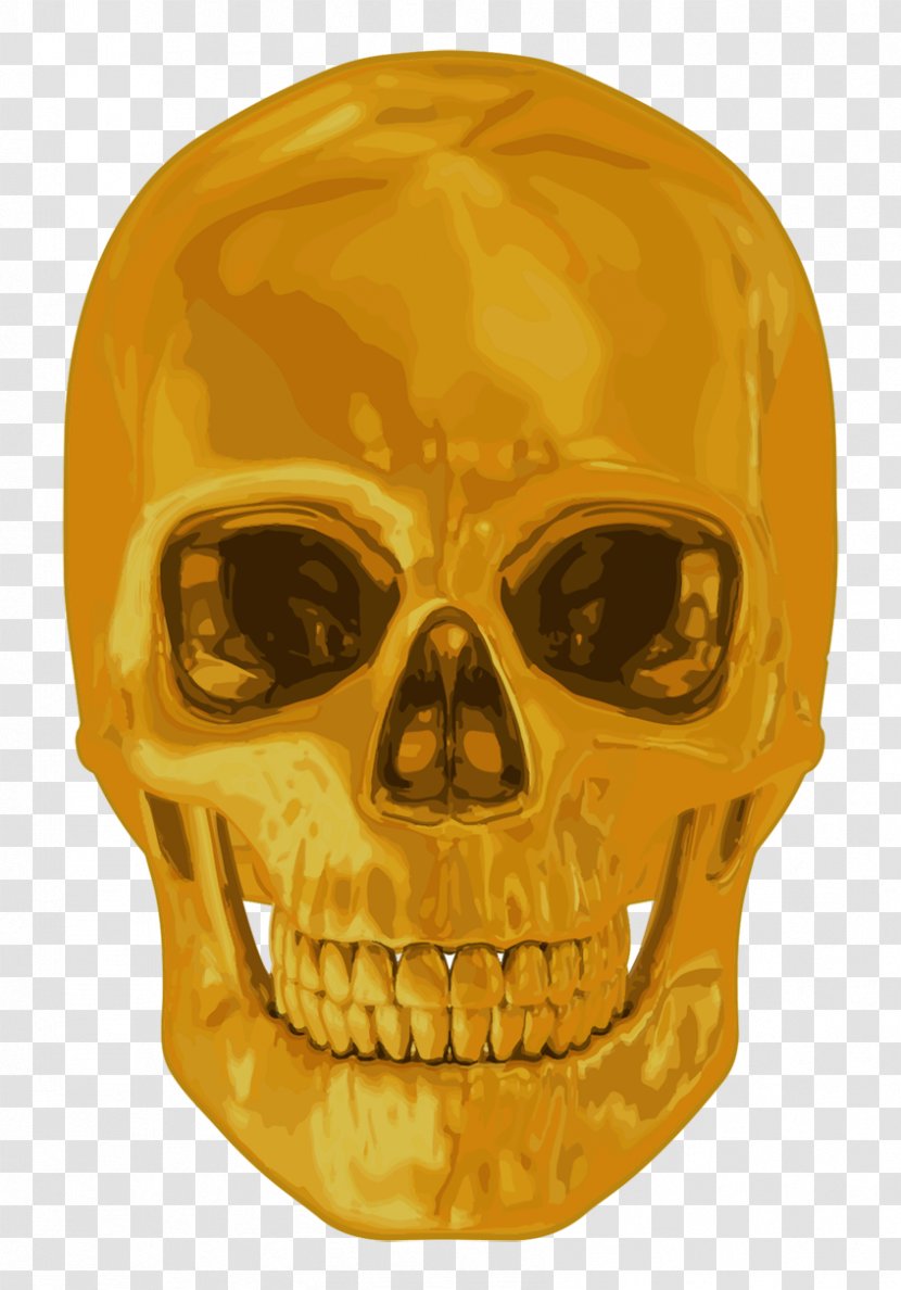 Human Skull Symbolism Stock Photography Gold Teeth - Jaw - Blue Transparent PNG