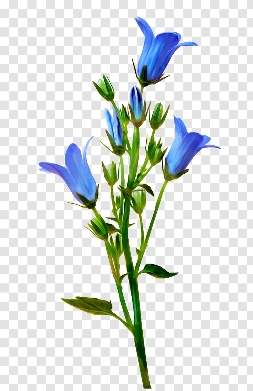 Flower Yandex Search Blossom Blue Clip Art - Gentian Family Transparent PNG