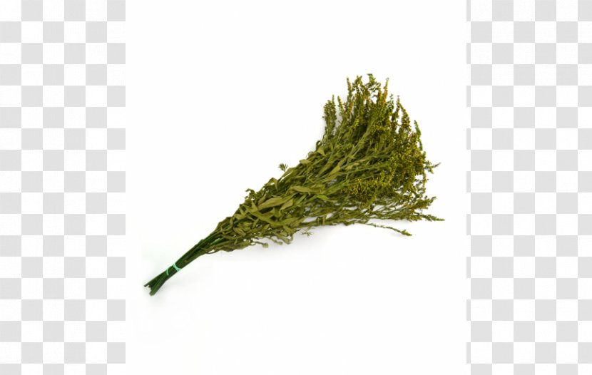 Solidago Virgaurea Plant Grass Web Browser Transparent PNG