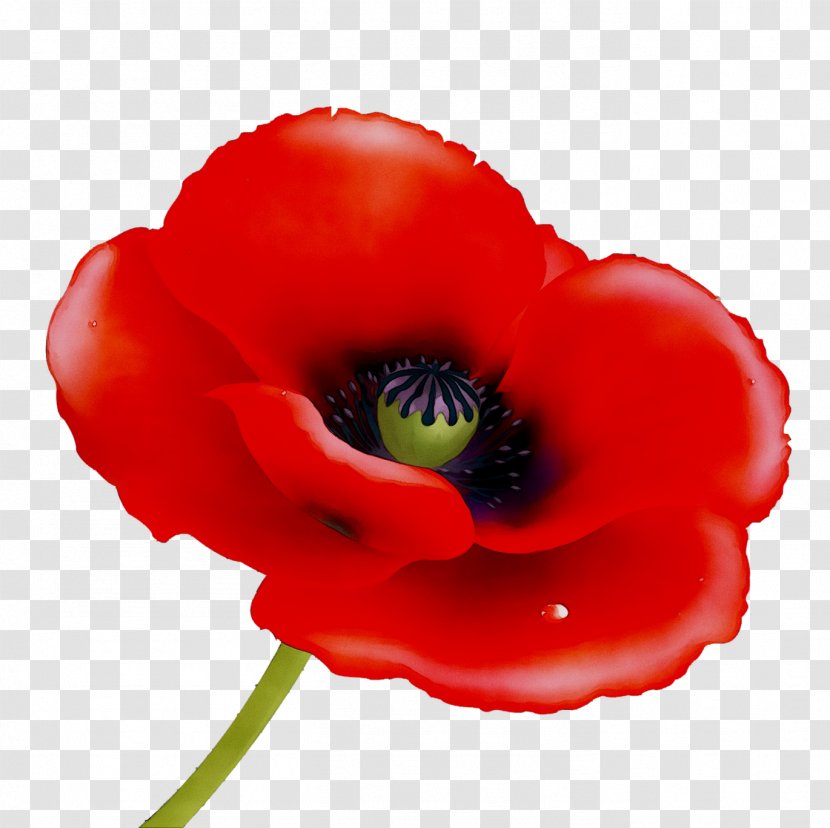 Remembrance Poppy Vector Graphics Stock Photography Image - Common - Wildflower Transparent PNG
