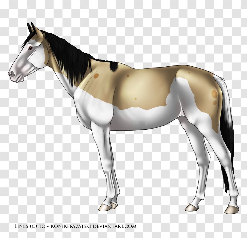 Pony Rainbow Dash Horse Twilight Sparkle Mule - Bridle Transparent PNG
