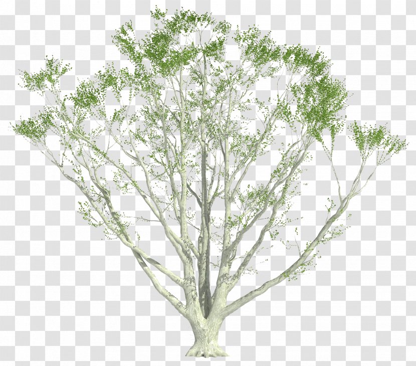 Shrub Plants Twig Tree Plant Stem Transparent PNG