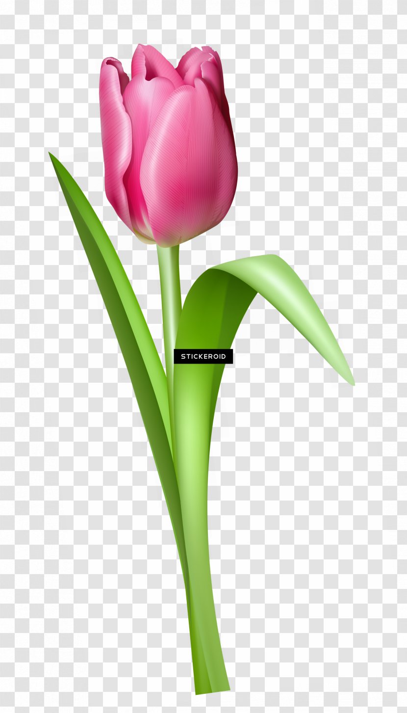 Lily Flower Cartoon - Cut Flowers - Artificial Family Transparent PNG