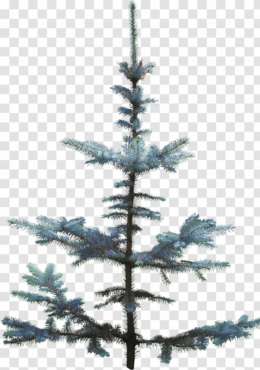 Christmas Tree Spruce Pine Fir - Twig - Snow Transparent PNG
