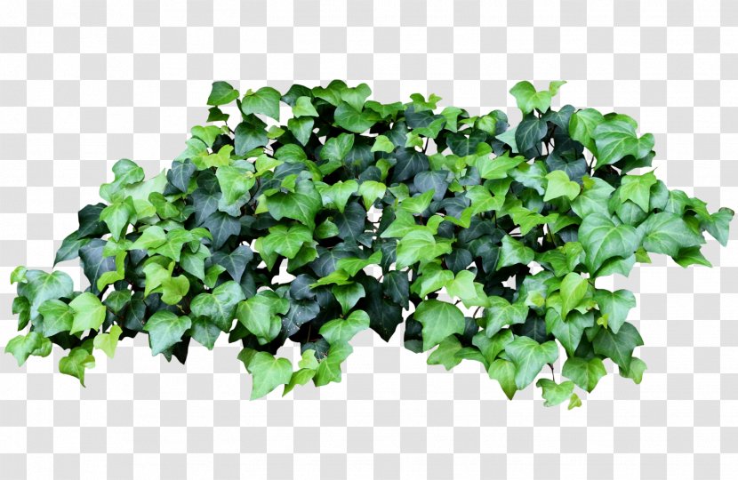 Groundcover Lawn Tree Annual Plant Leaf Transparent PNG
